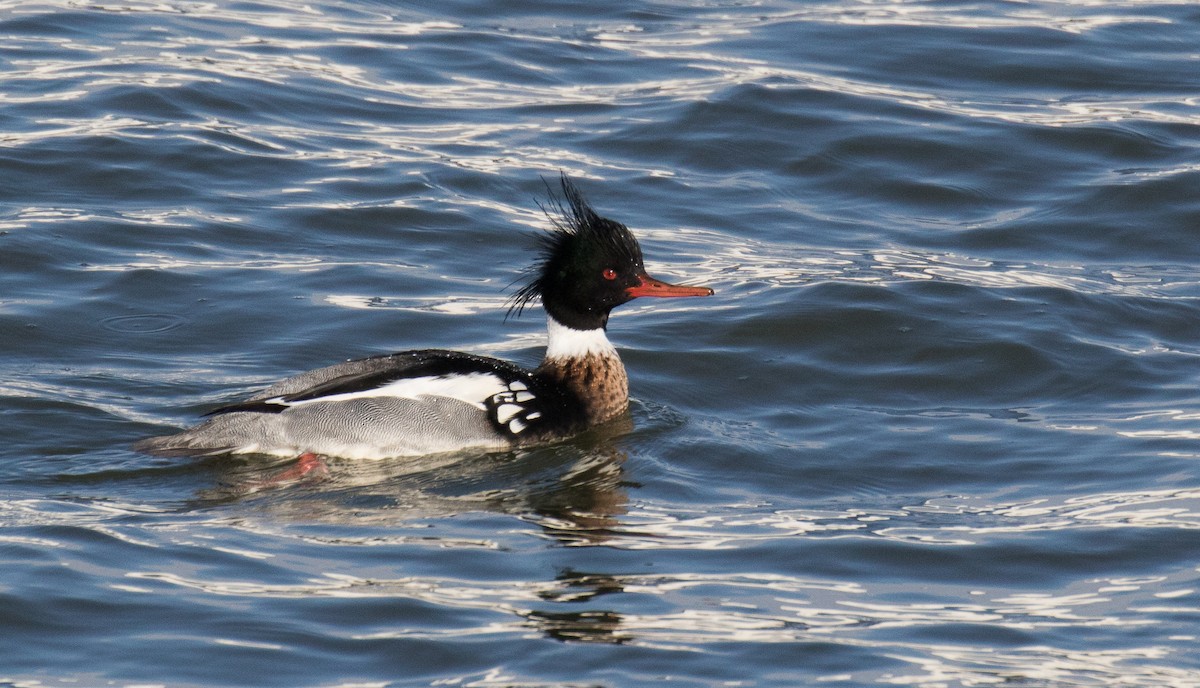 Red-breasted Merganser - ML137491721