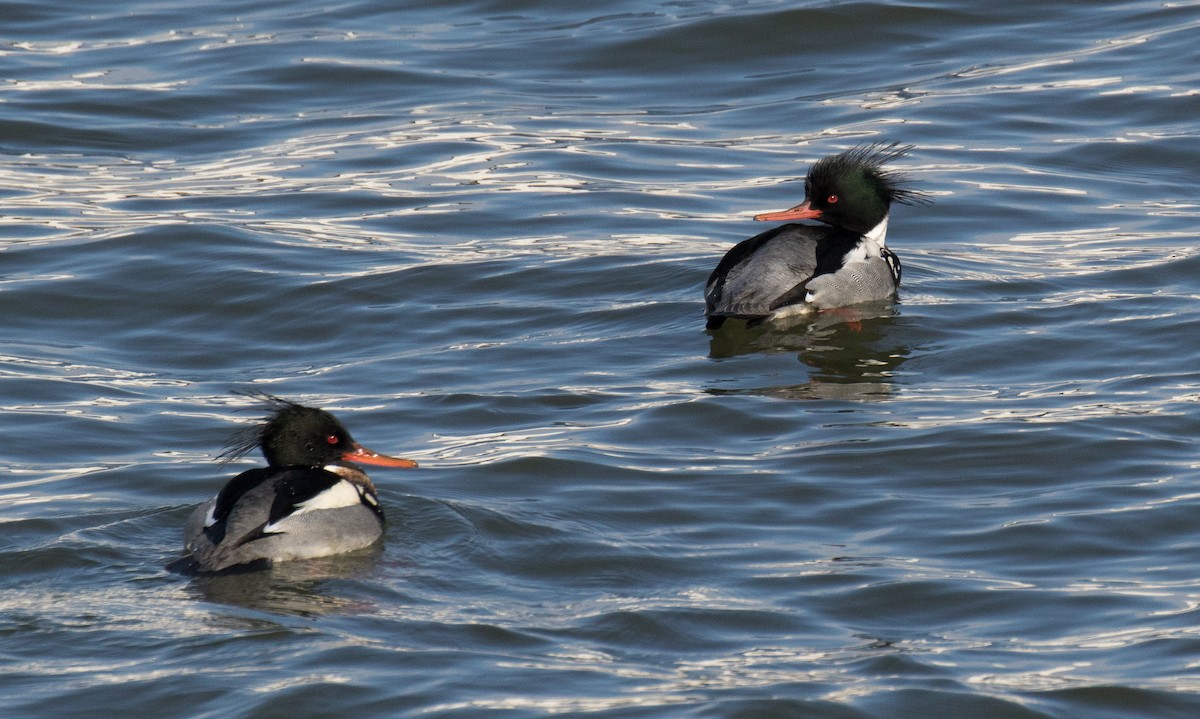 Red-breasted Merganser - ML137491731