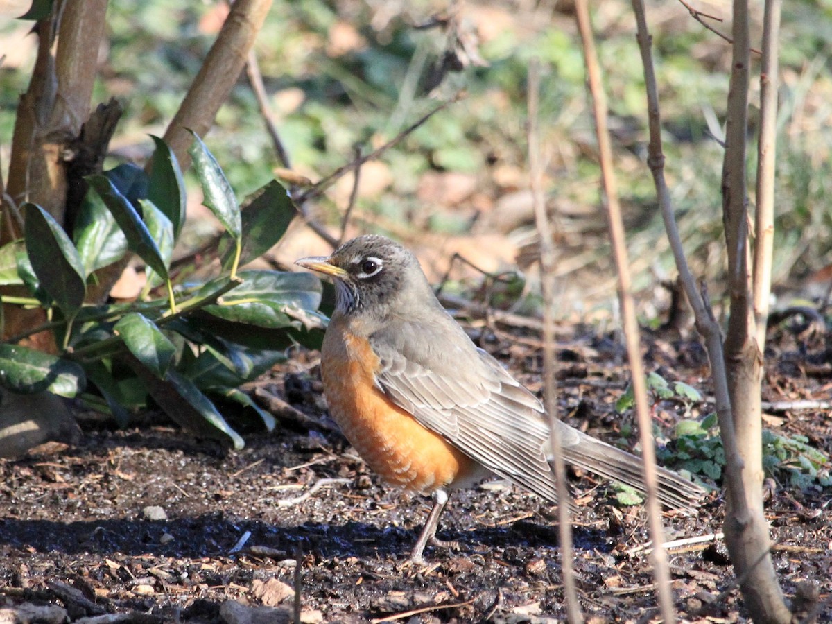 American Robin - ML137492021