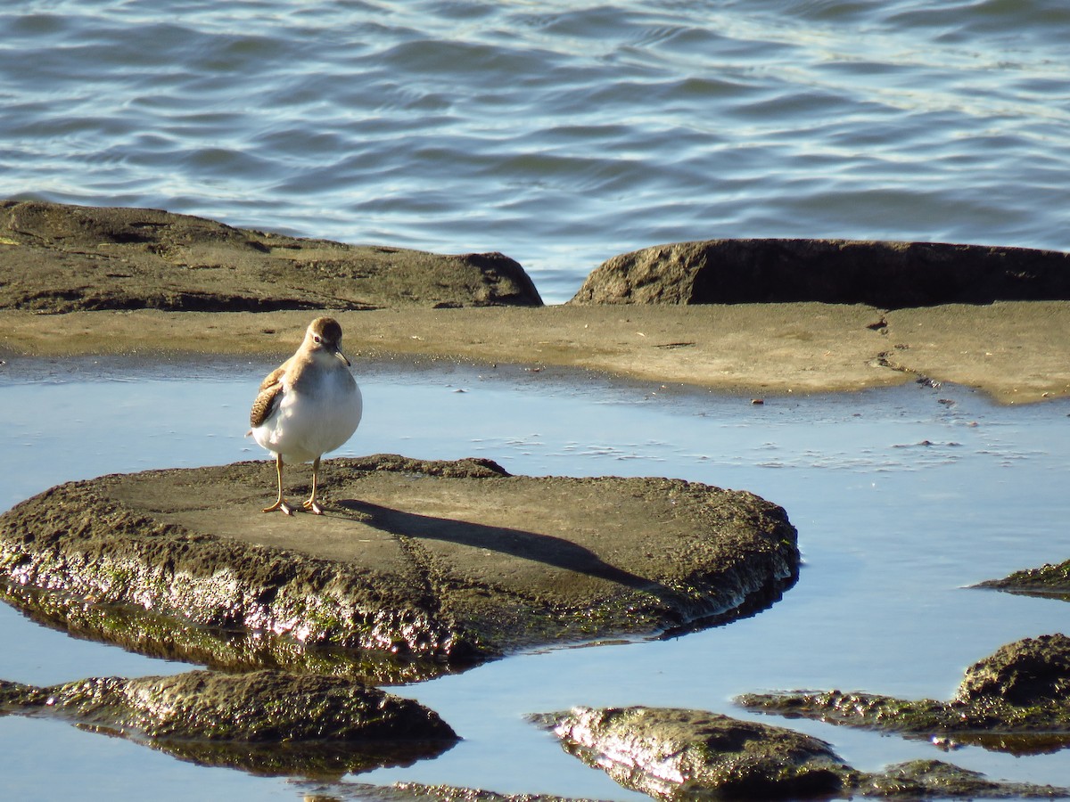 Common Sandpiper - A. Laquidara