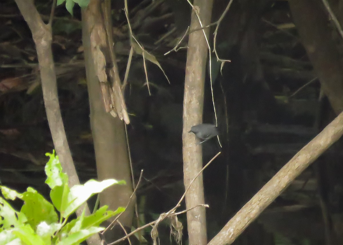 Black-chinned Antbird - ML137492861