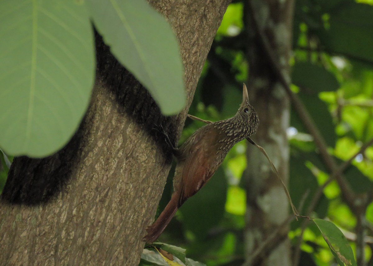 Striped Woodcreeper - ML137494661