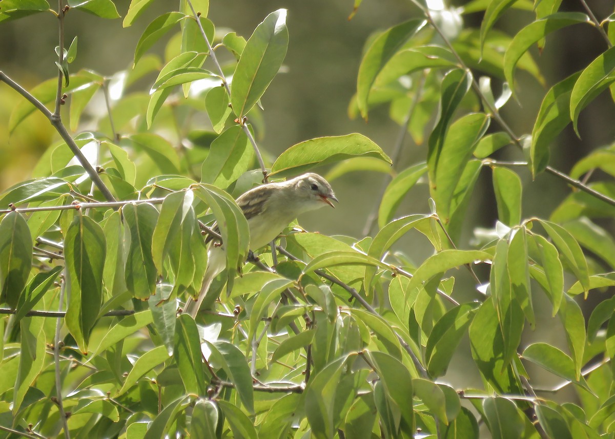Southern Mouse-colored Tyrannulet - ML137495411