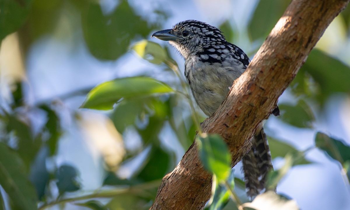 Spot-backed Antshrike - Chris Wood