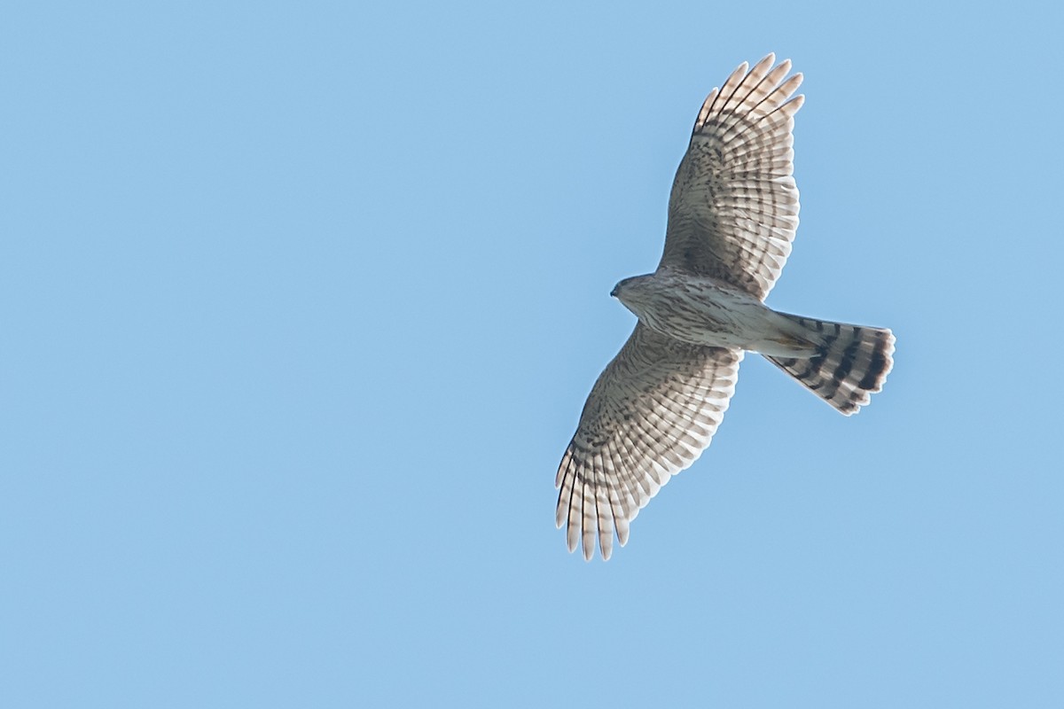 Sharp-shinned Hawk - ML137498121