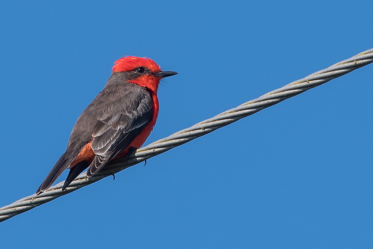 Vermilion Flycatcher - Mike Stewart