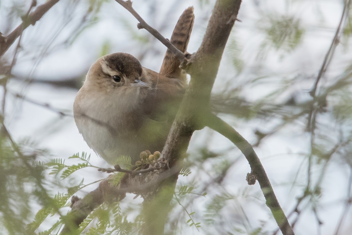 Marsh Wren - ML137498231