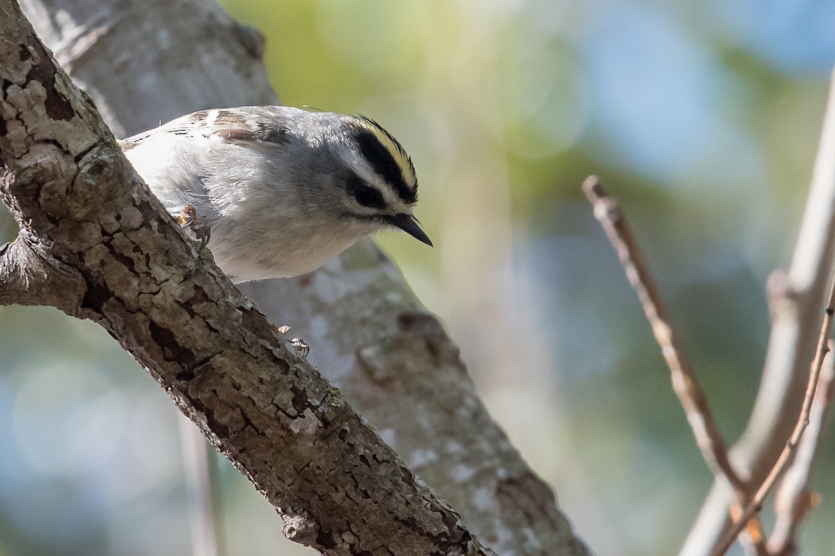 Golden-crowned Kinglet - ML137498281