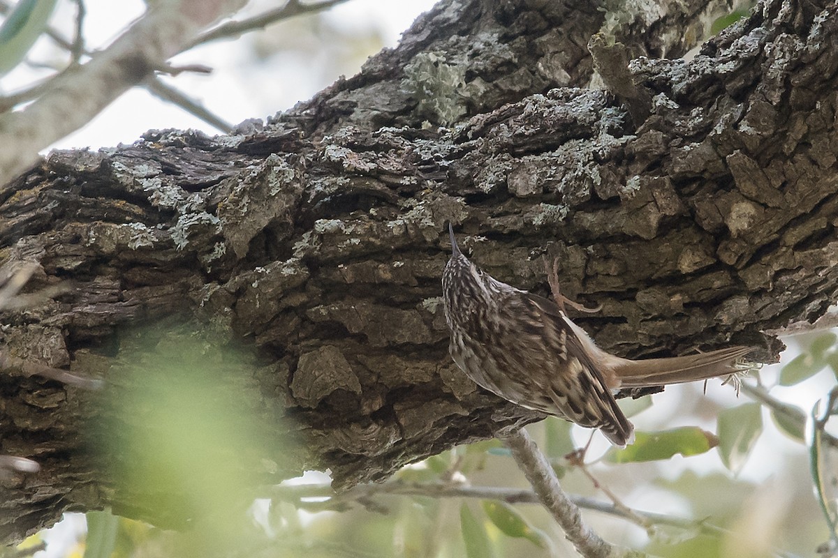 Brown Creeper - ML137498361