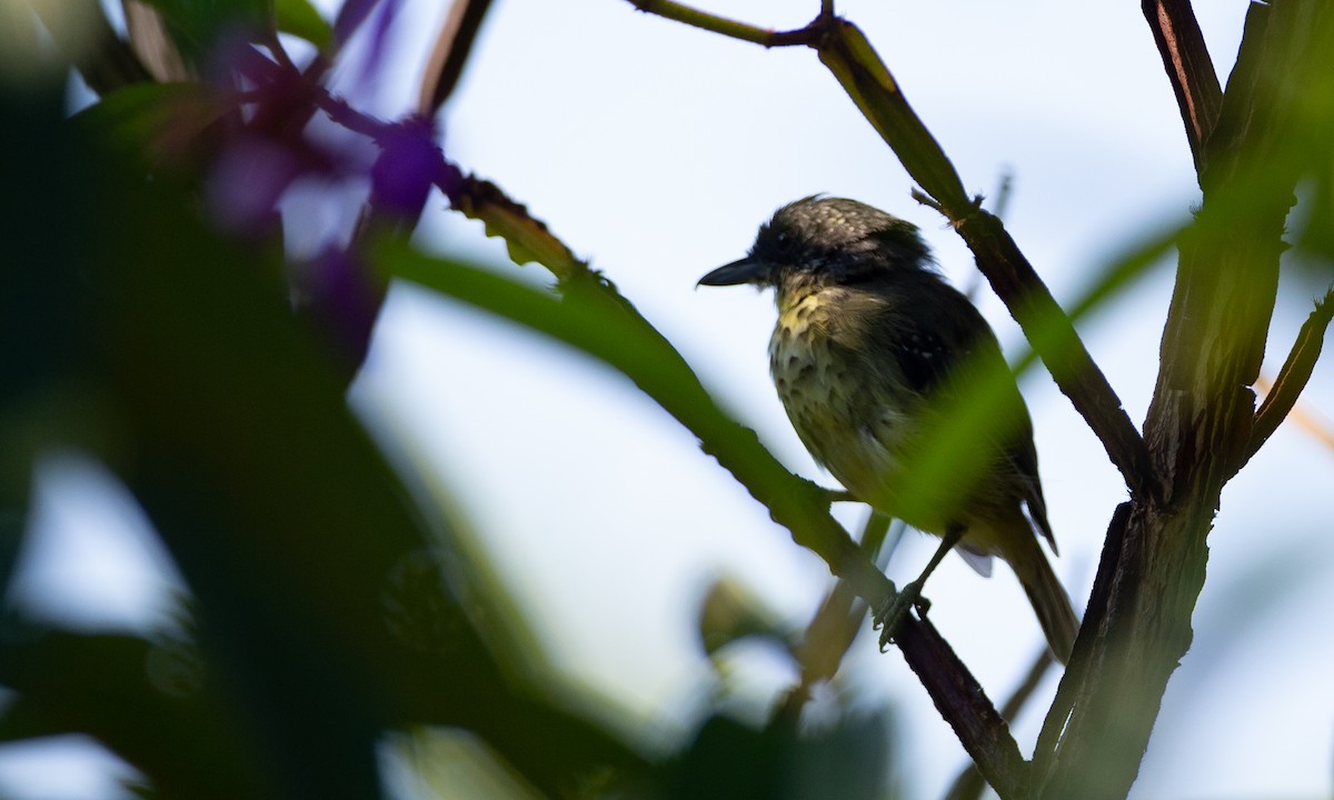 Spot-breasted Antvireo - ML137498931