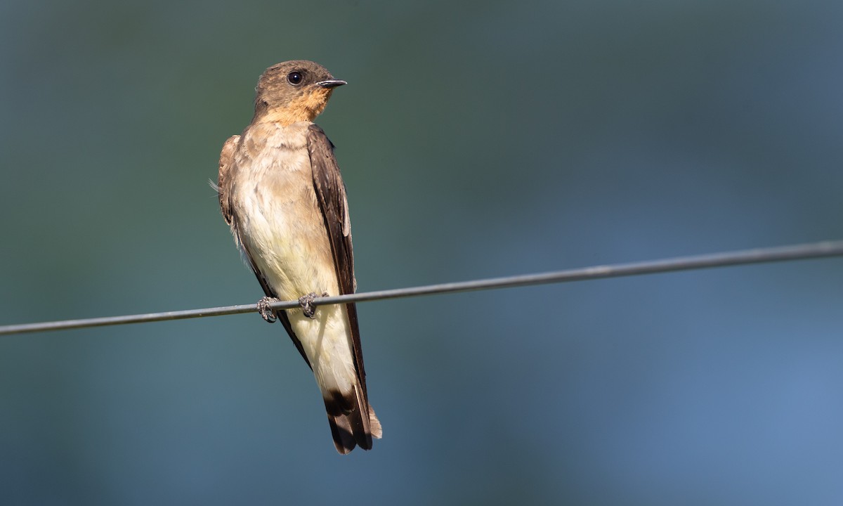 Southern Rough-winged Swallow - Chris Wood