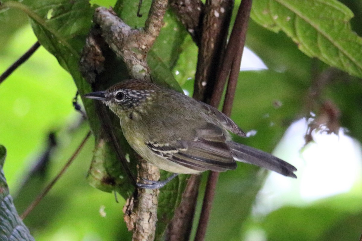 Yellow-breasted Antwren - Alta Tanner