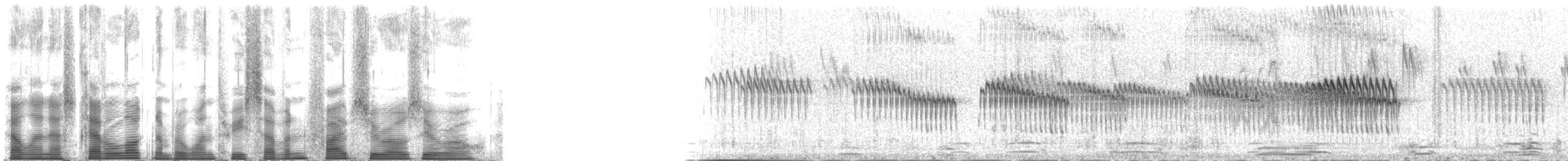 sidensvans - ML137500