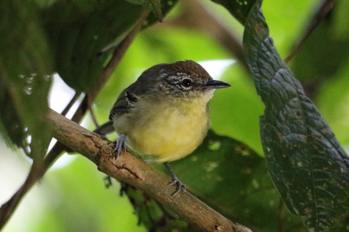 Yellow-breasted Antwren - Alta Tanner