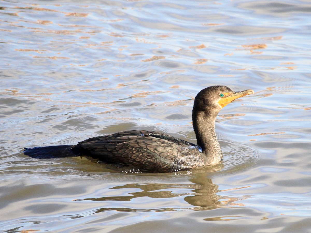 Double-crested Cormorant - ML137502161