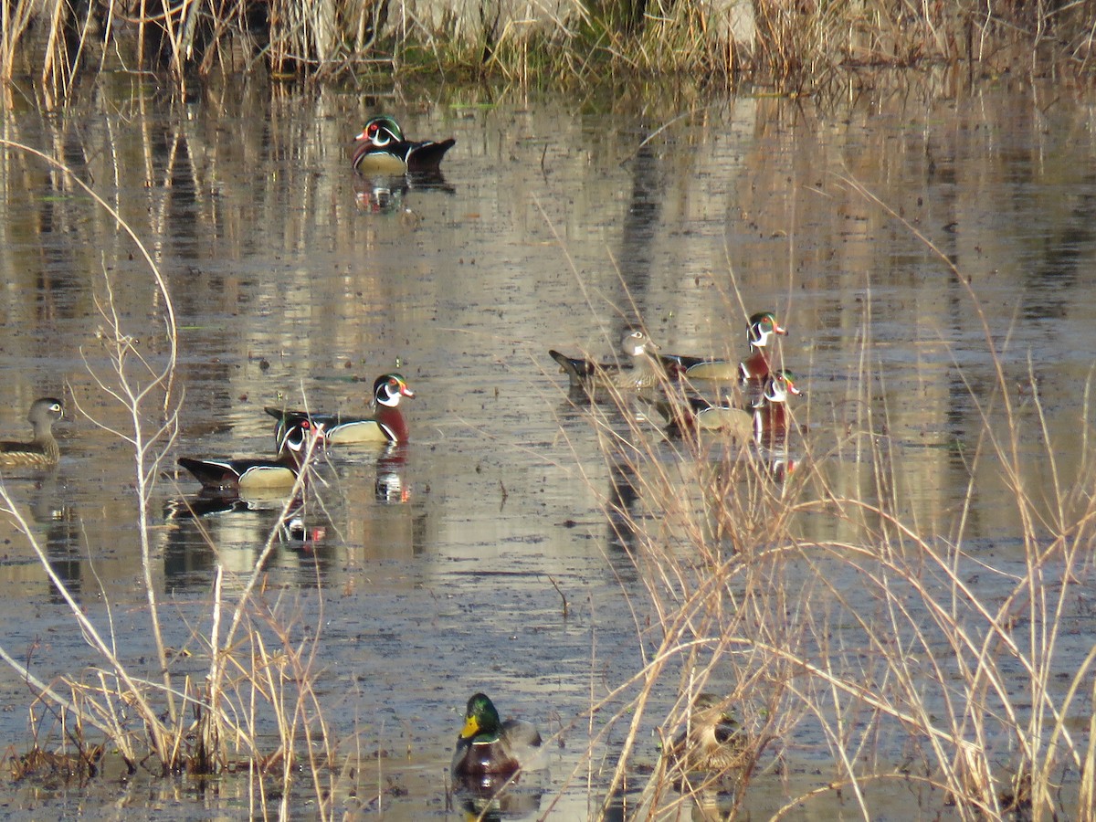 Wood Duck - ML137502301