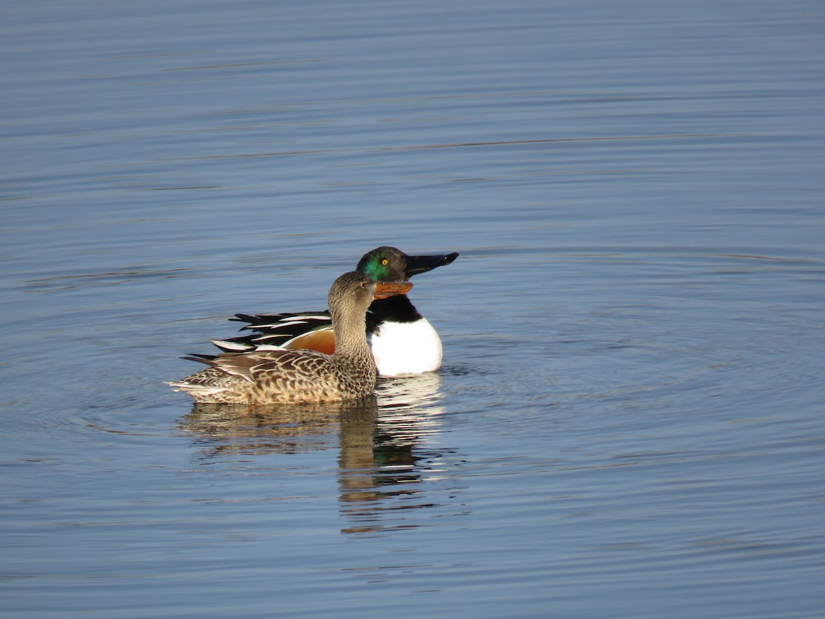 Canard souchet - ML137502391