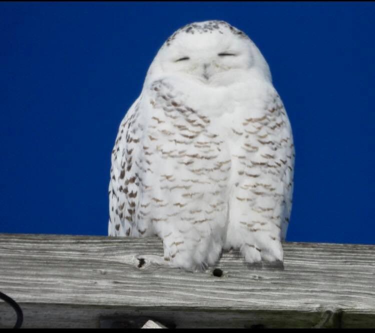 Snowy Owl - ML137502411