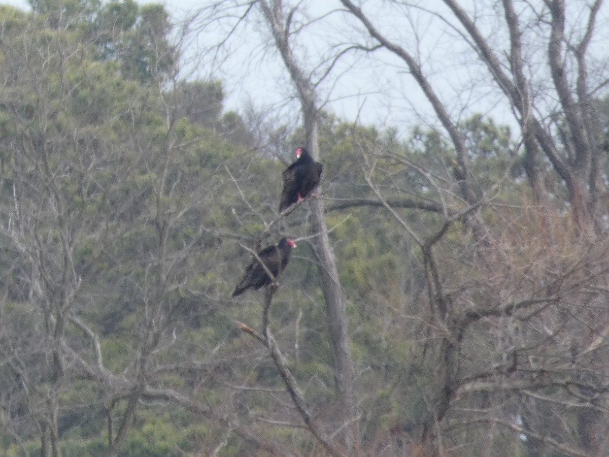 Turkey Vulture - ML137502421