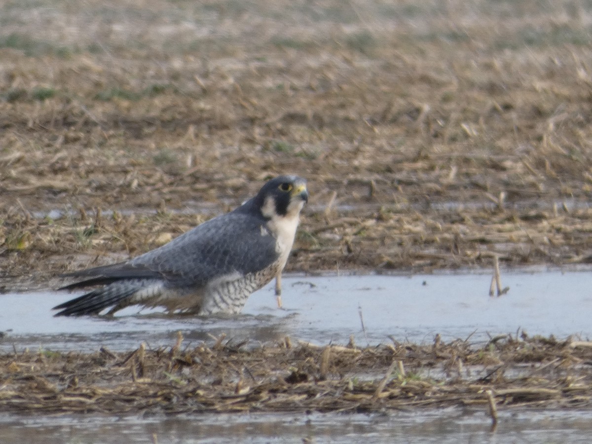 Эгэл шонхор - ML137502501