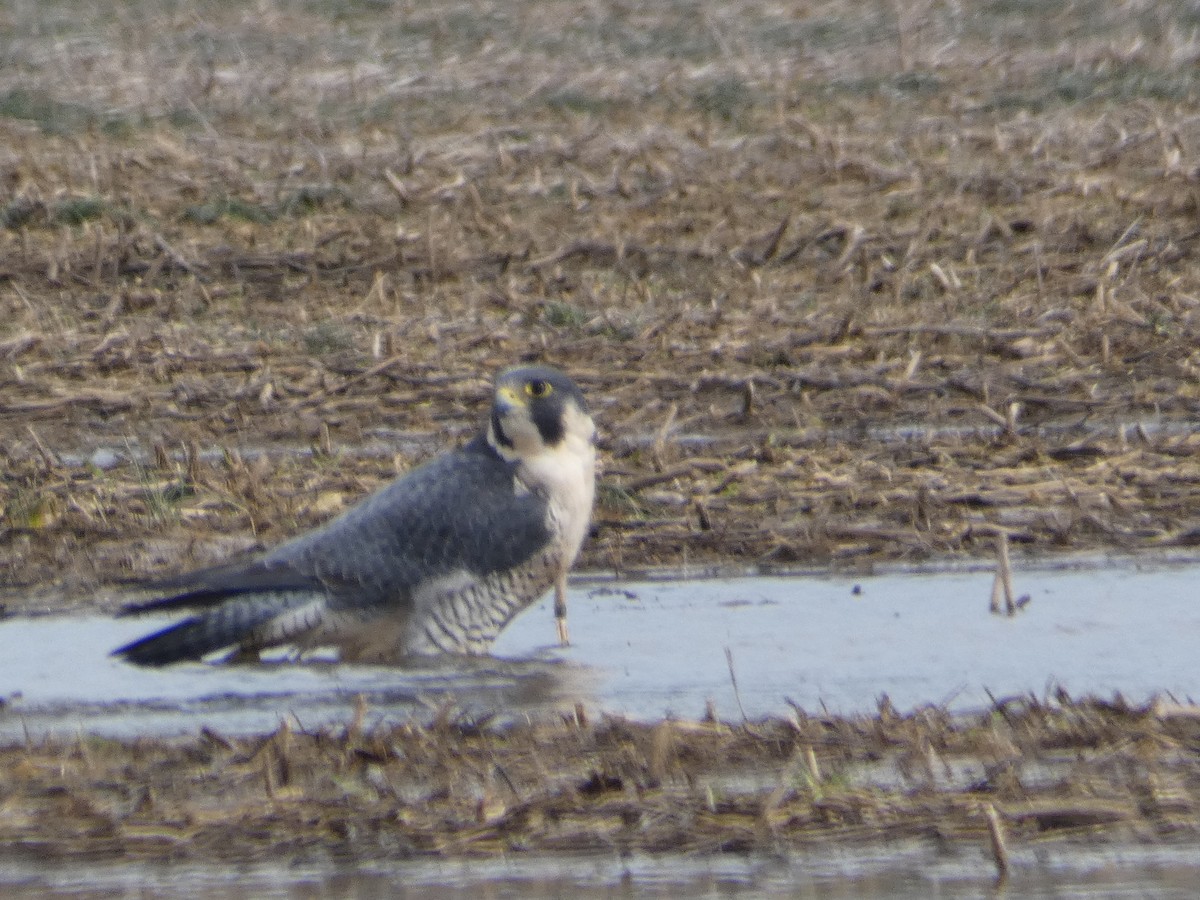 Эгэл шонхор - ML137502511