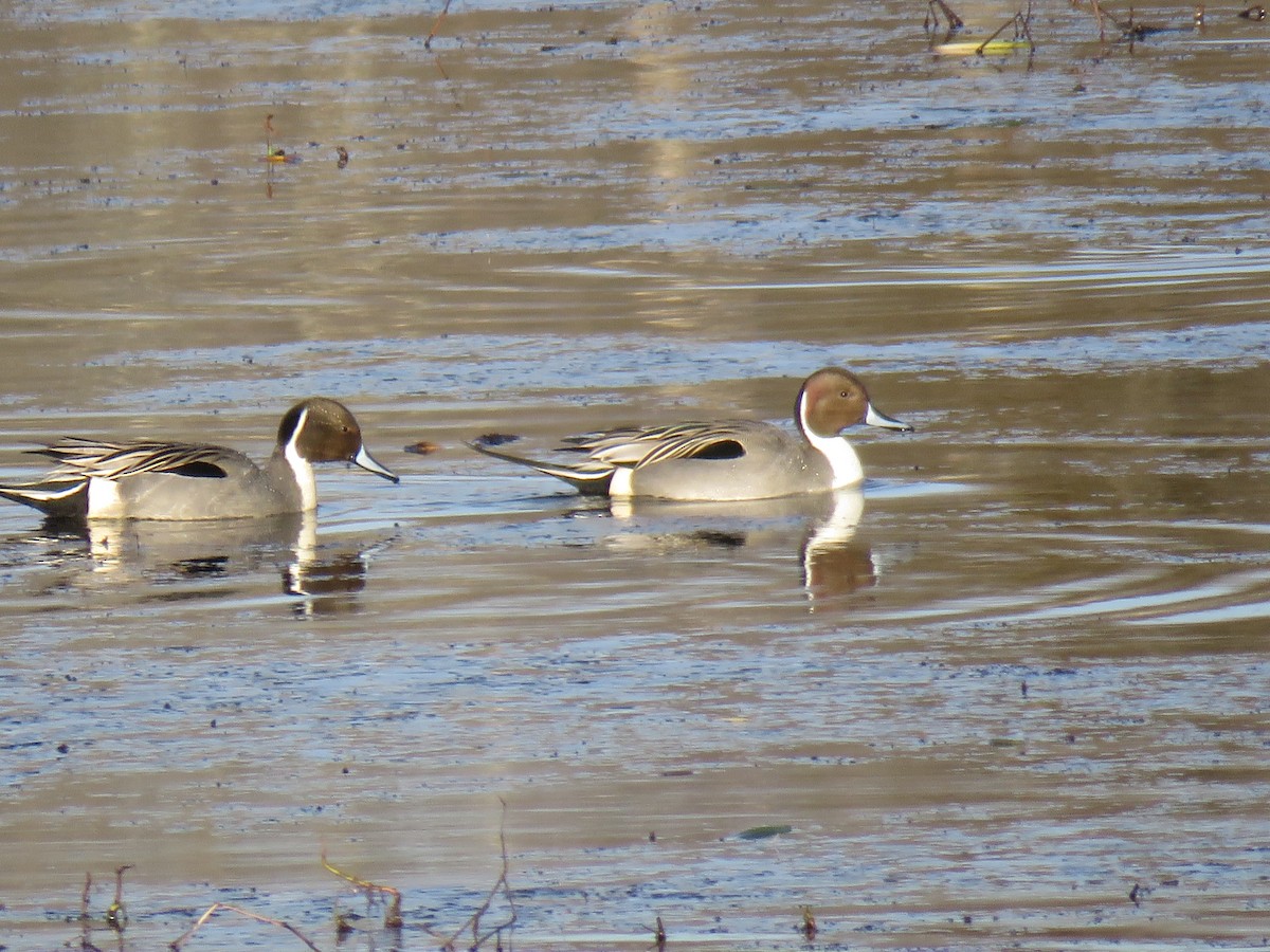 Northern Pintail - ML137502531