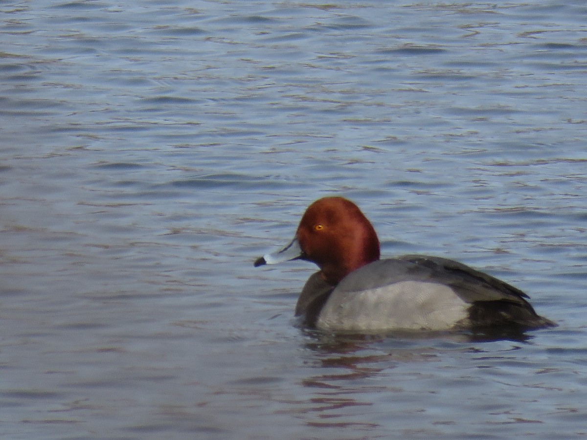 Redhead - ML137502681