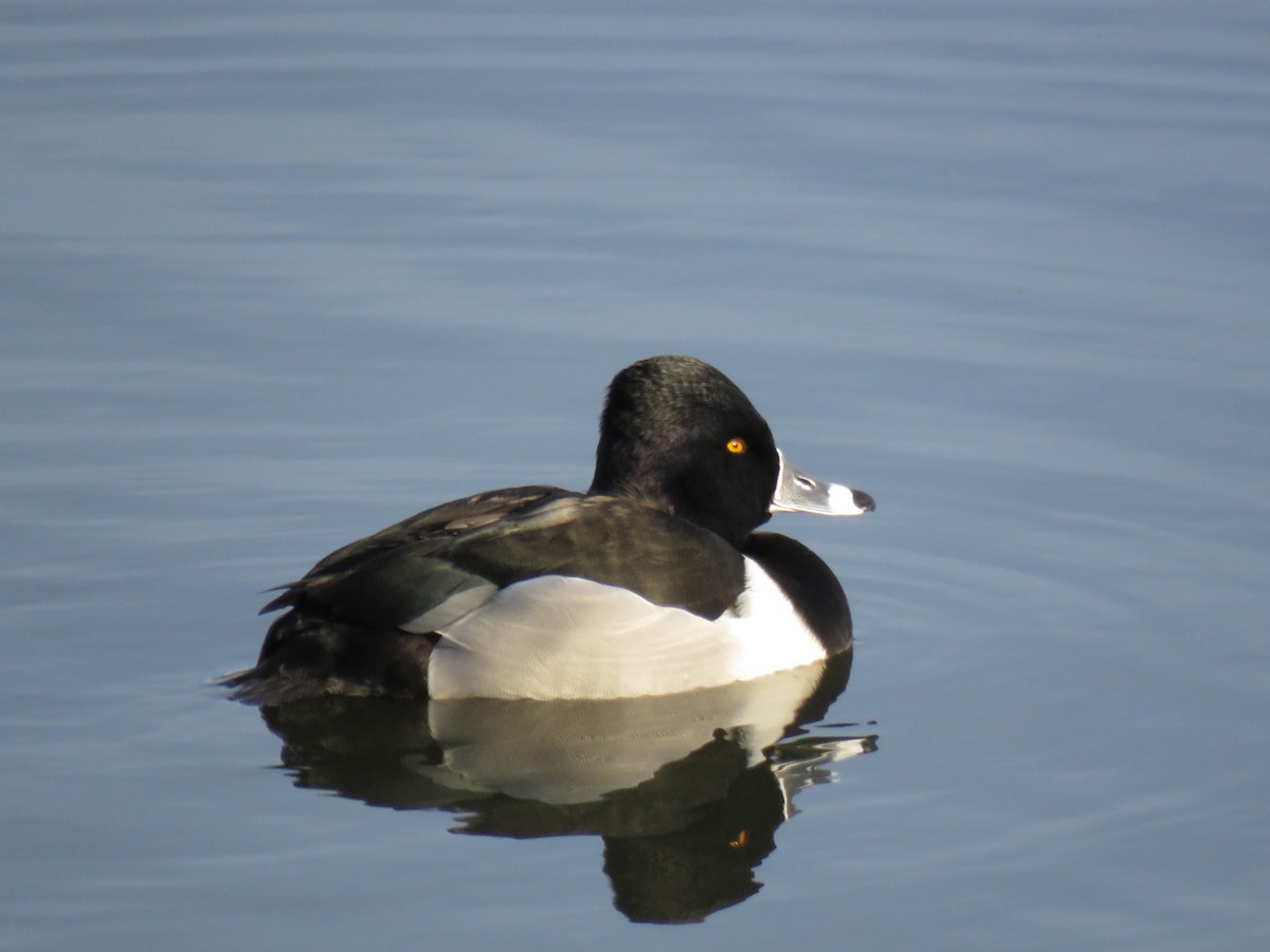Ring-necked Duck - ML137502901