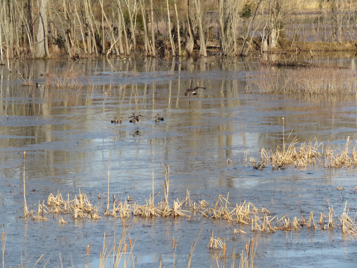 Busard des marais - ML137503361