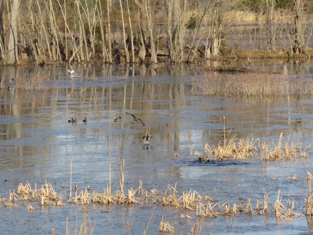 Northern Harrier - ML137503511