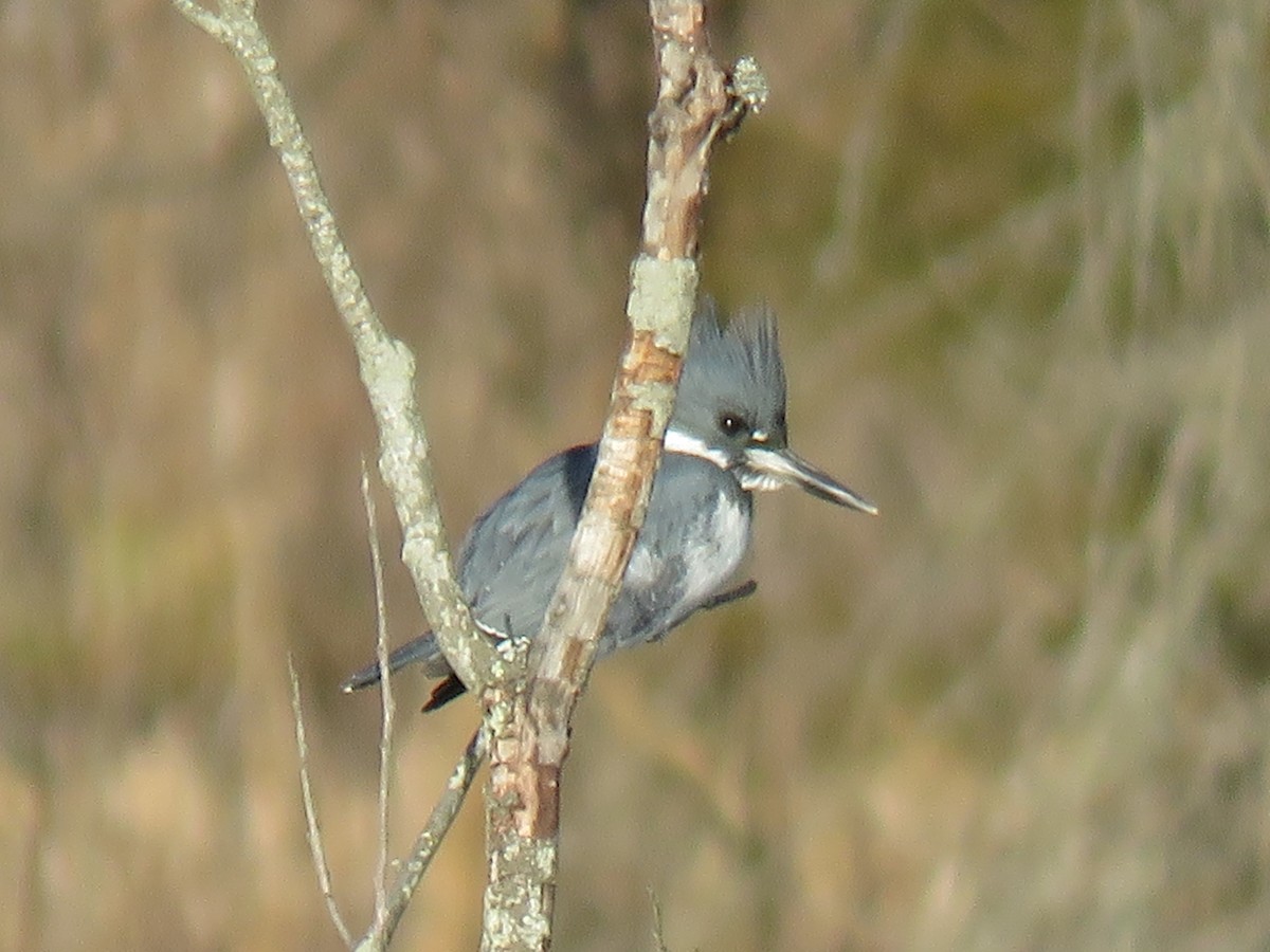 Belted Kingfisher - ML137503591