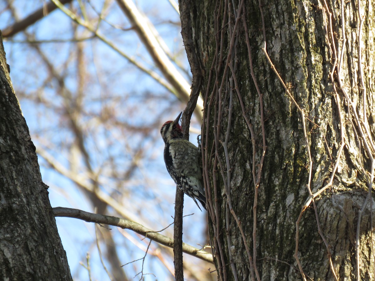 Yellow-bellied Sapsucker - ML137503711