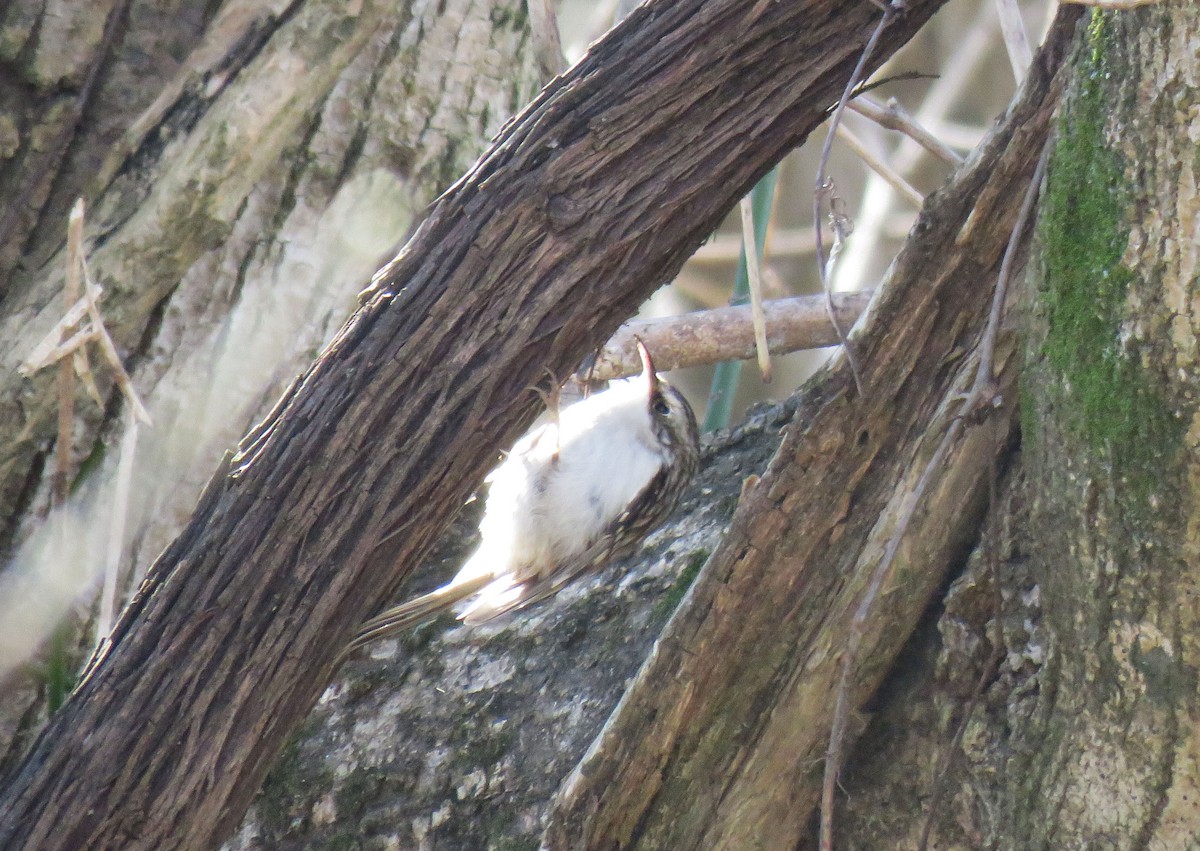 Brown Creeper - ML137504011