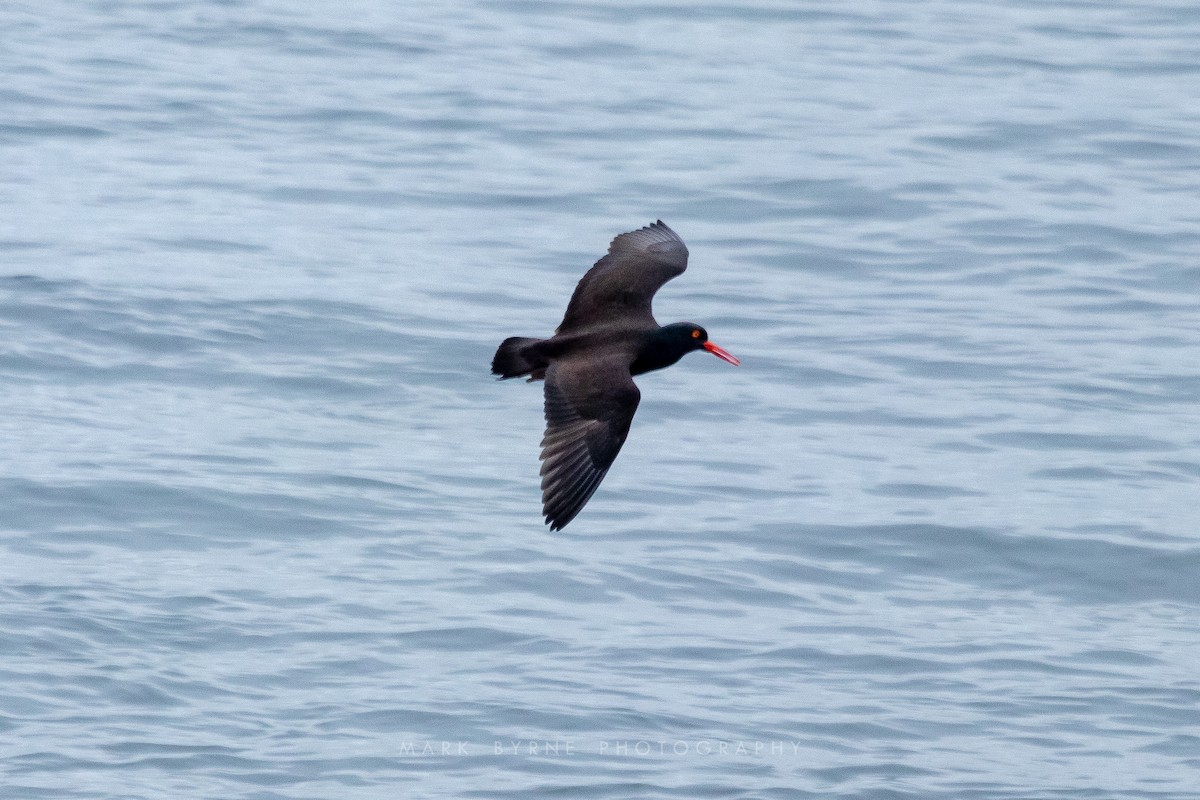 Black Oystercatcher - Mark Byrne