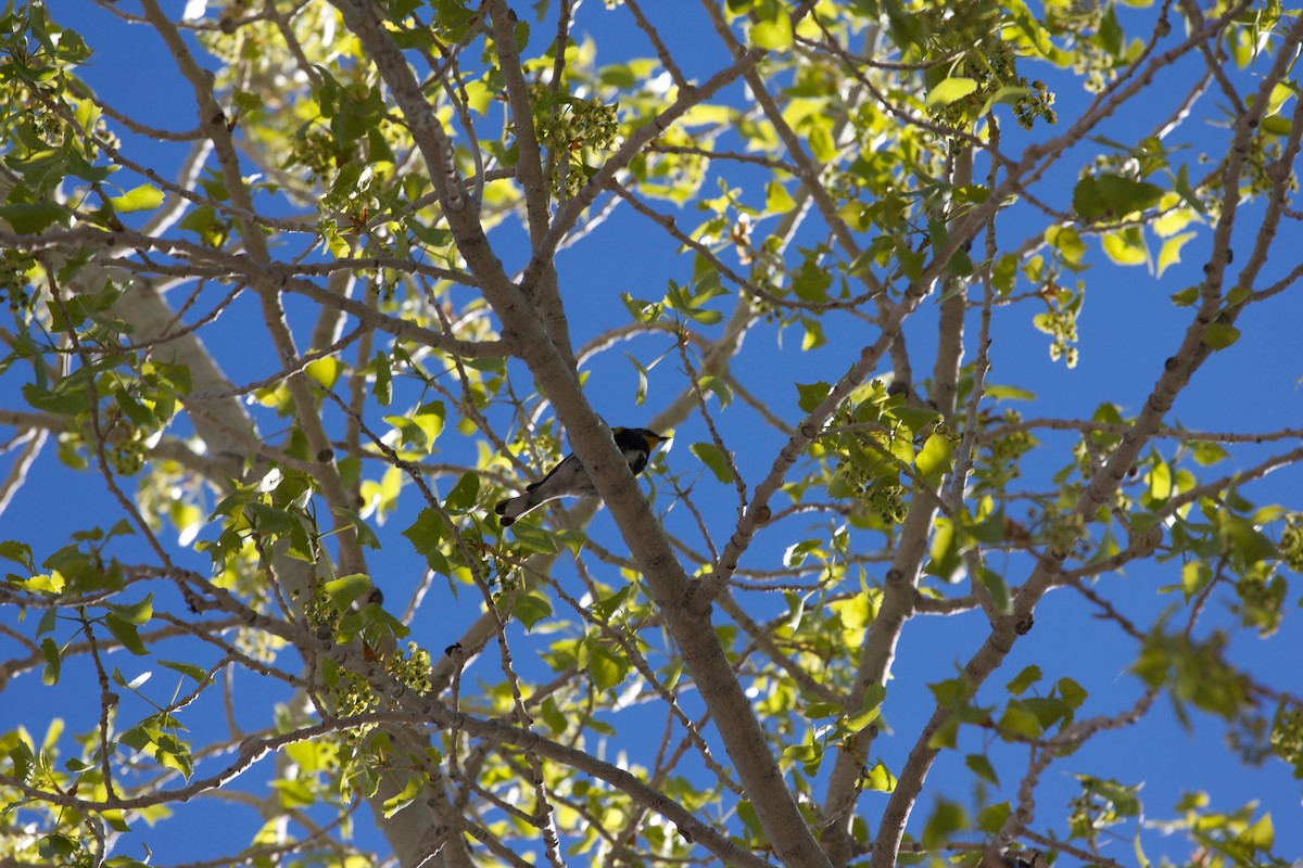 Yellow-rumped Warbler (Audubon's) - ML137506781