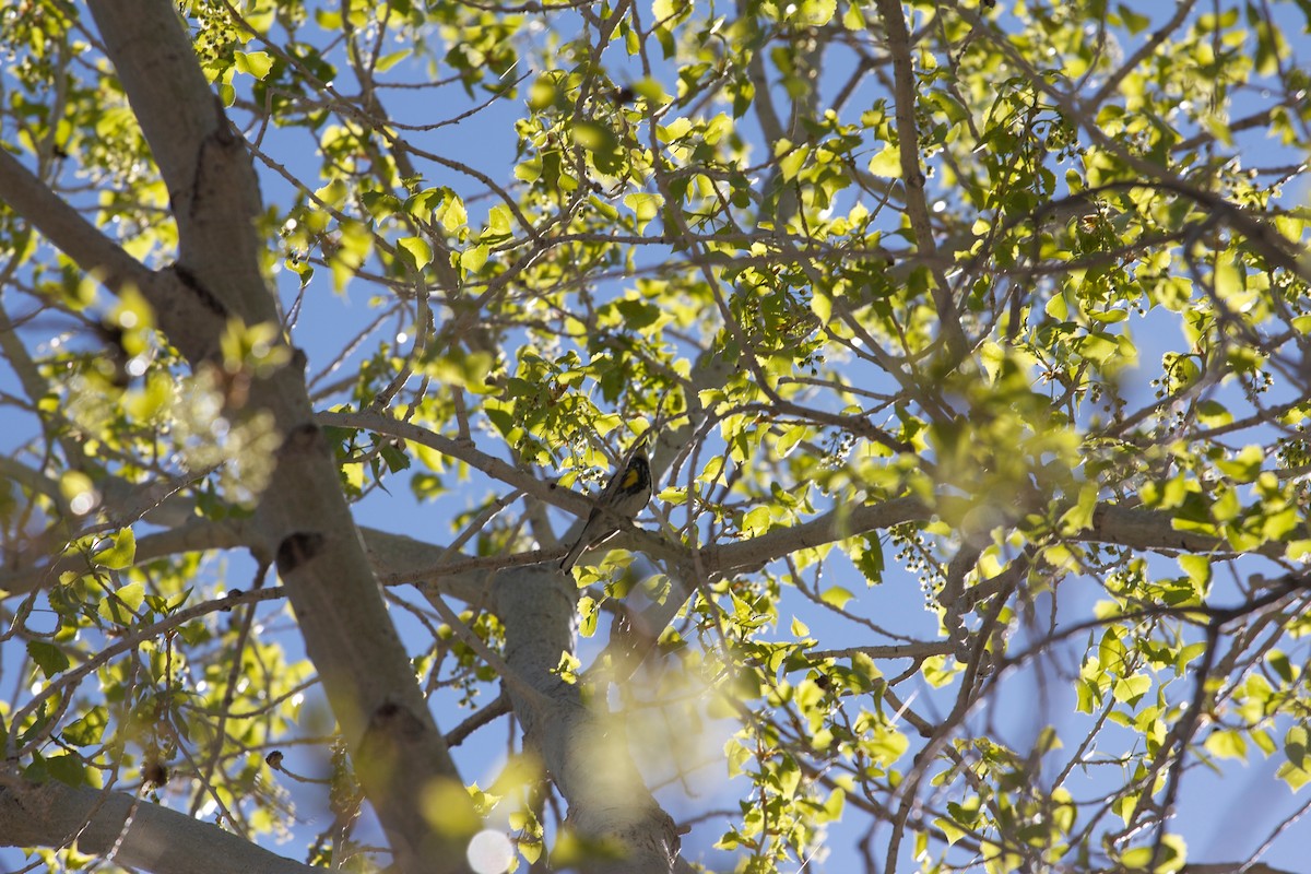 Yellow-rumped Warbler (Myrtle) - ML137506941