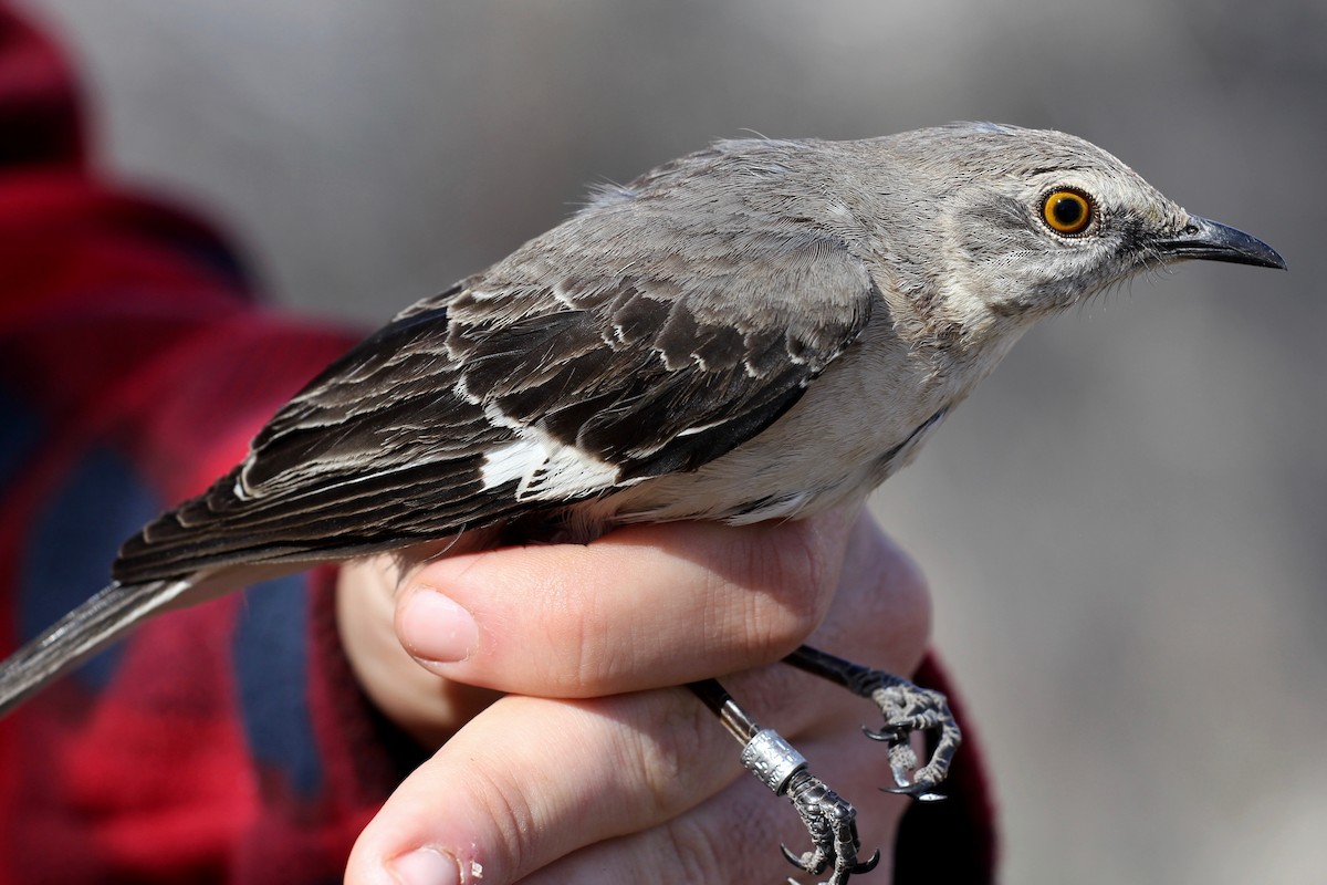 Northern Mockingbird - ML137506971
