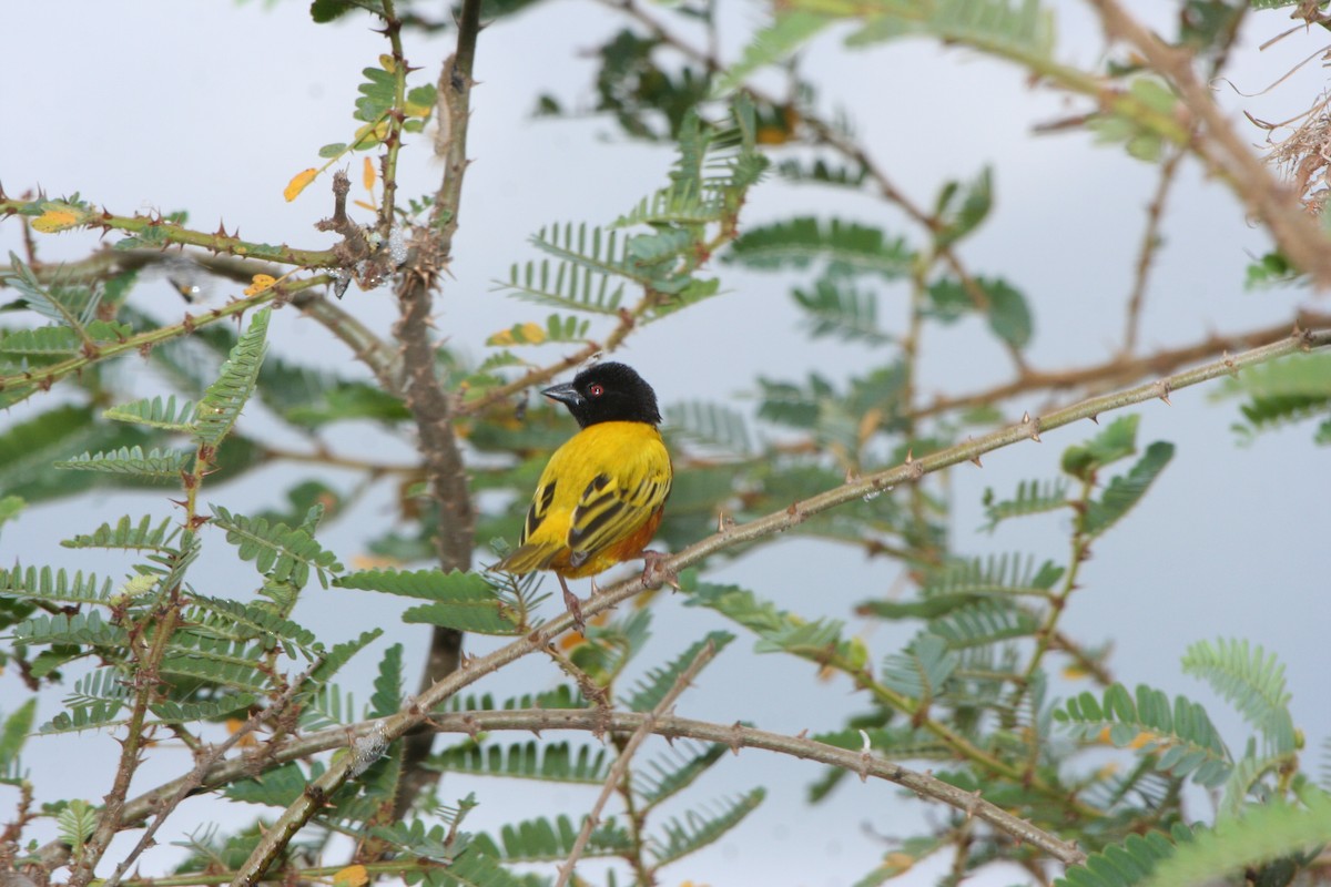 Golden-backed Weaver - Pam Rasmussen