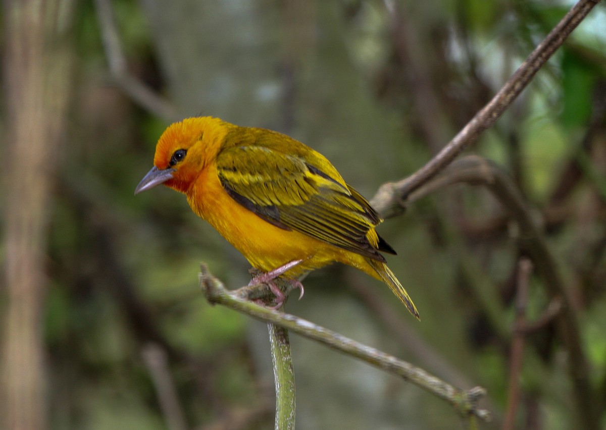 Orange Weaver - Pam Rasmussen