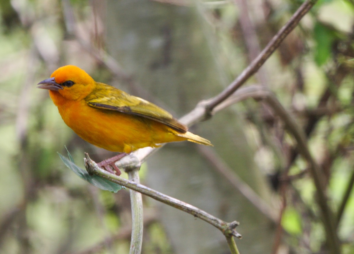 Orange Weaver - Pam Rasmussen