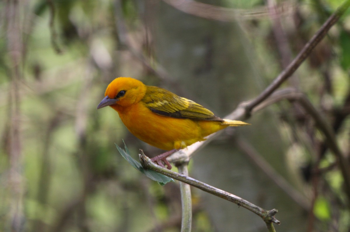 Orange Weaver - Pam Rasmussen