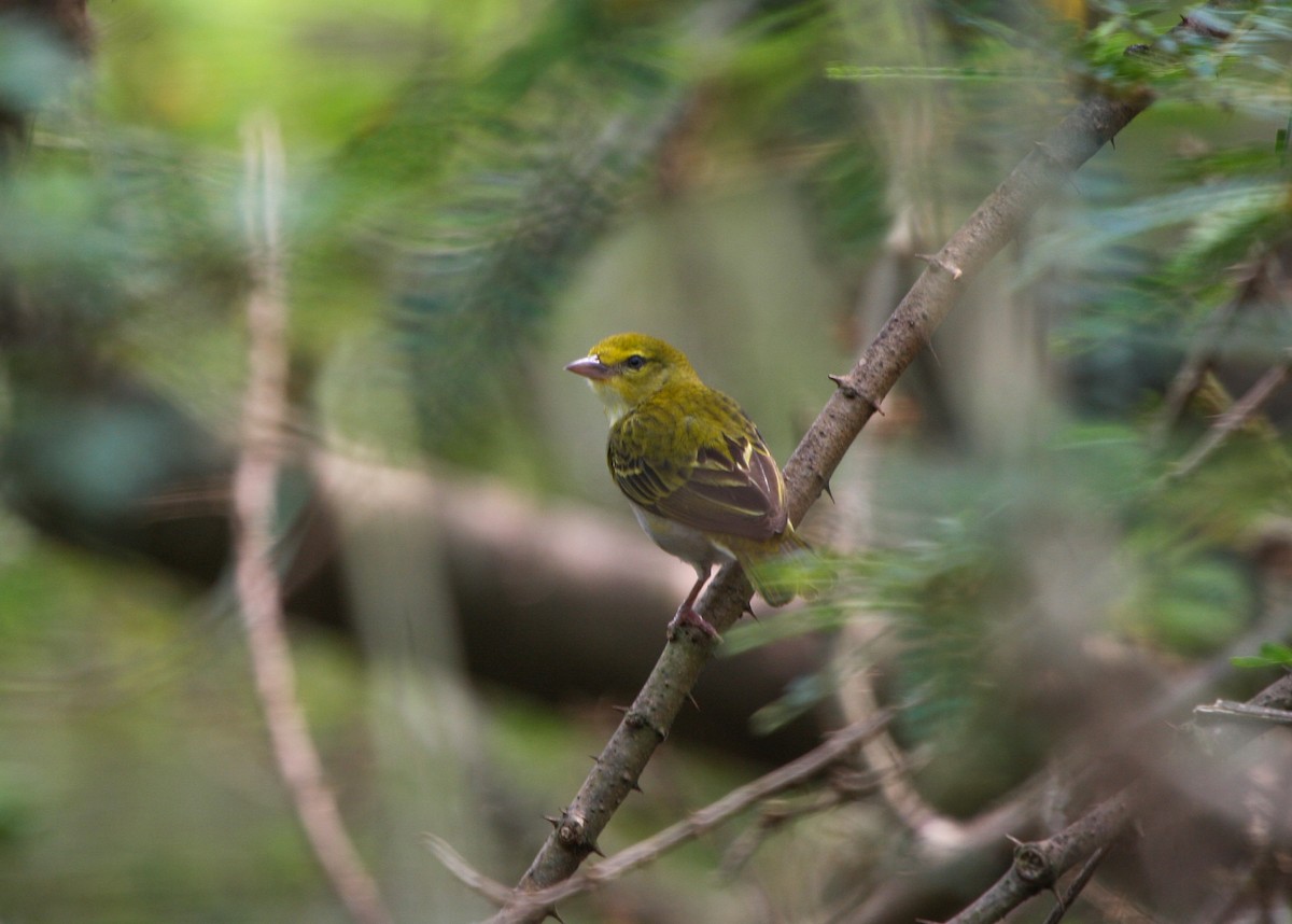 Orange Weaver - Pam Rasmussen