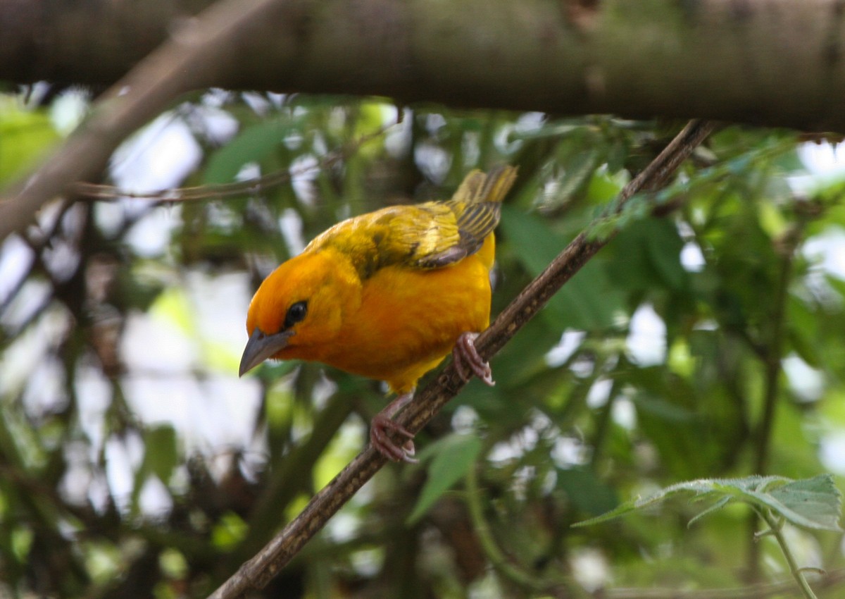 Orange Weaver - Pam Rasmussen