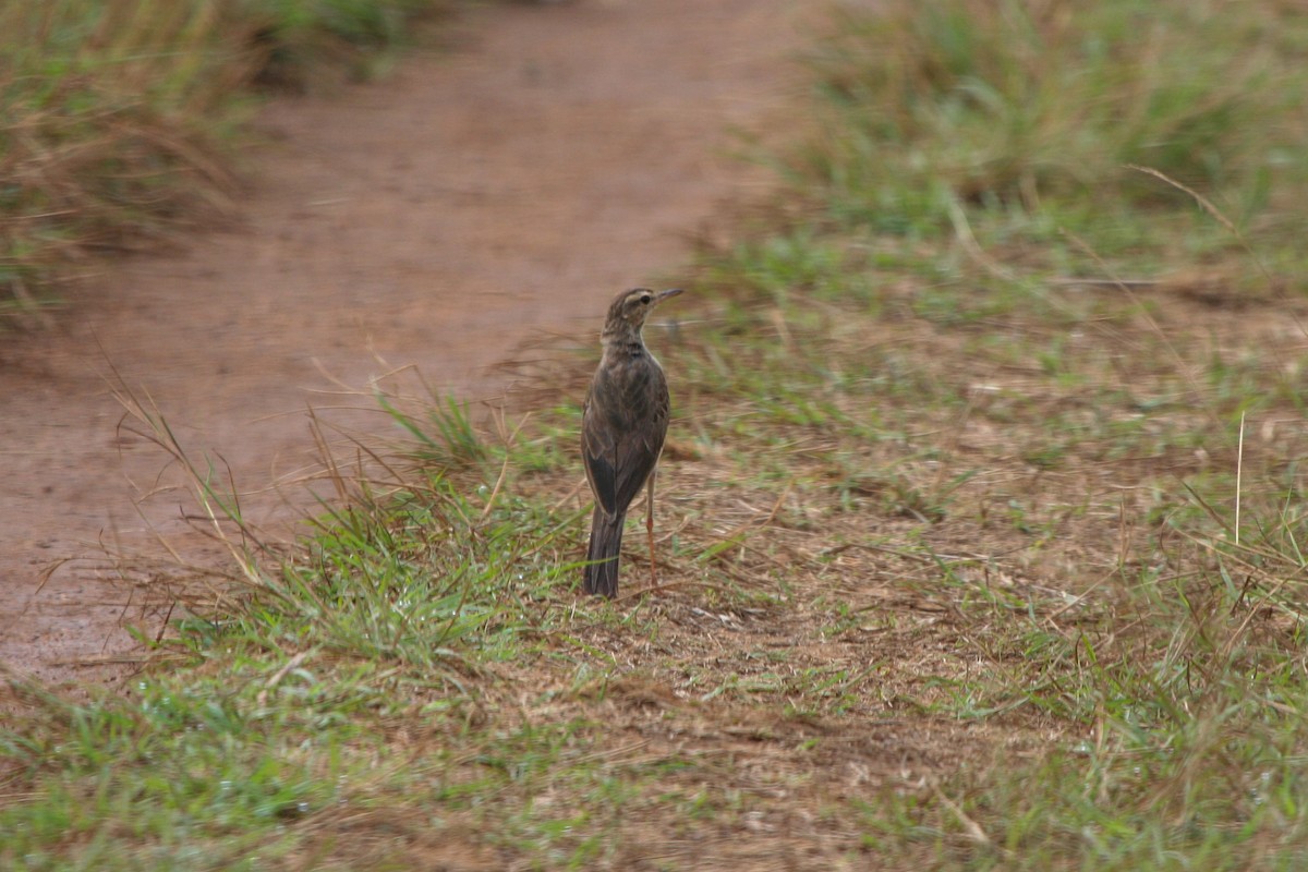 Plain-backed Pipit - ML137507971