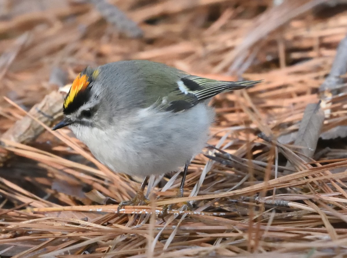 Golden-crowned Kinglet - Guy Babineau