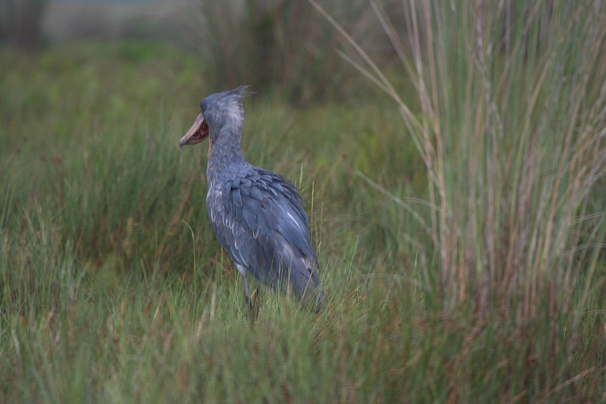 Shoebill - Pam Rasmussen