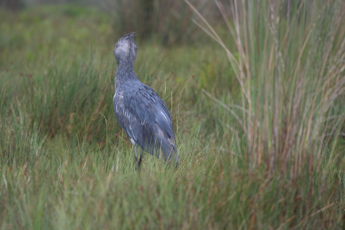 Shoebill - Pam Rasmussen