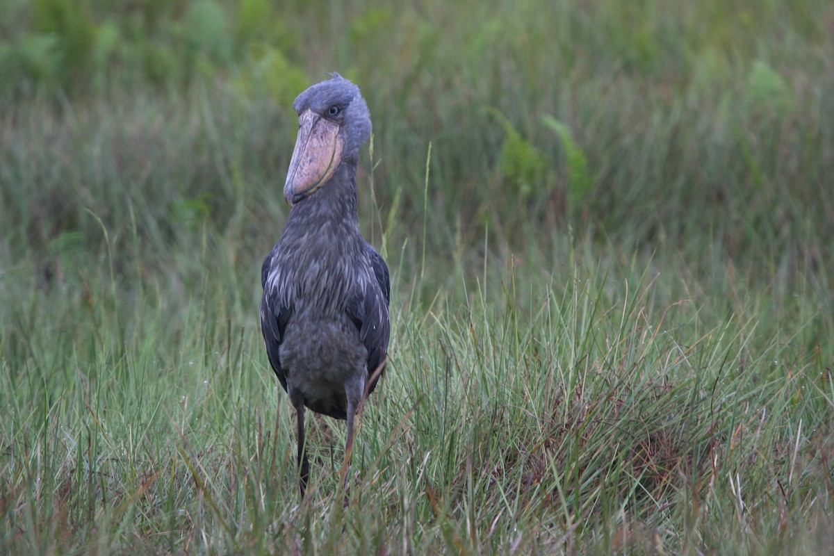 Shoebill - Pam Rasmussen