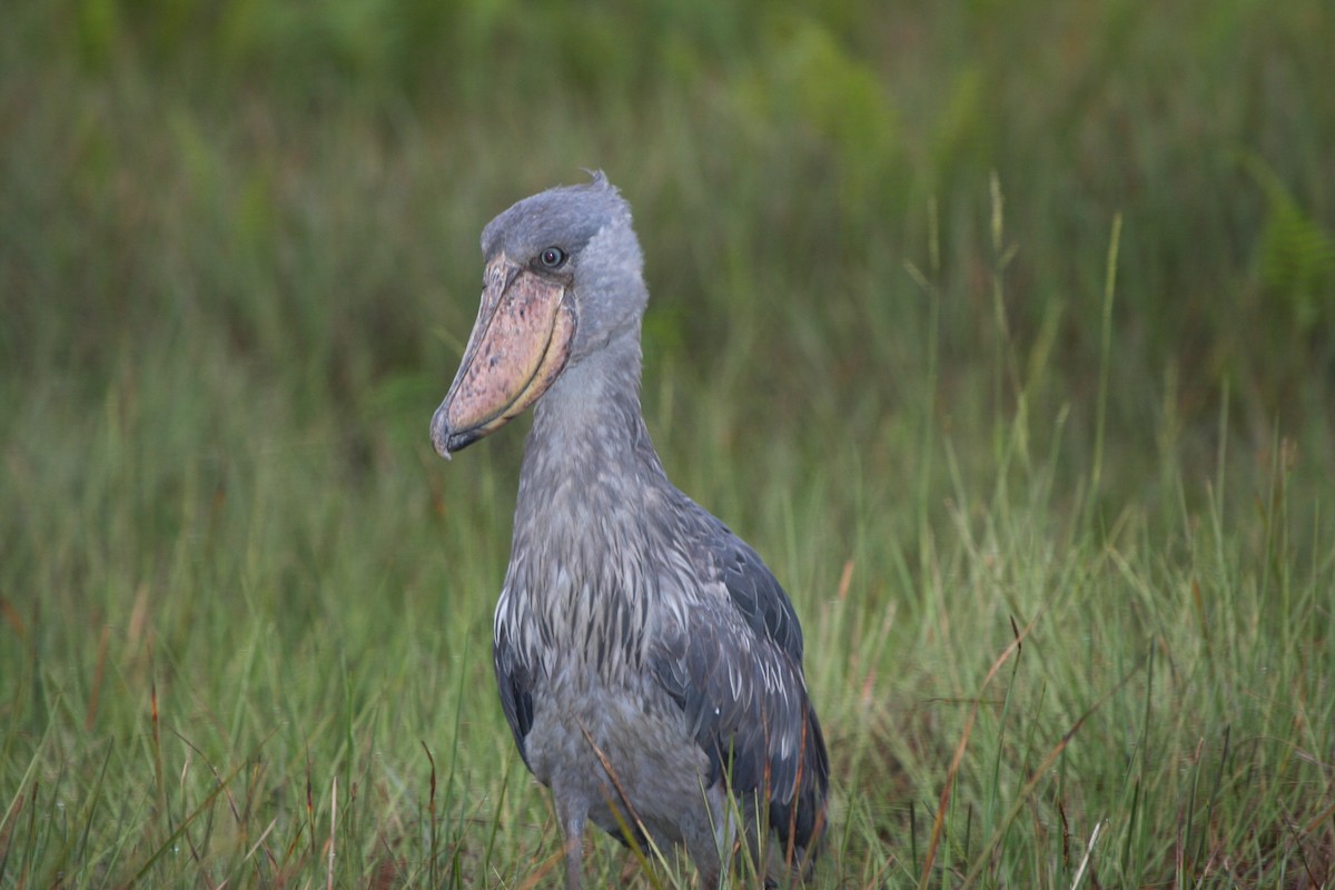 Shoebill - Pam Rasmussen