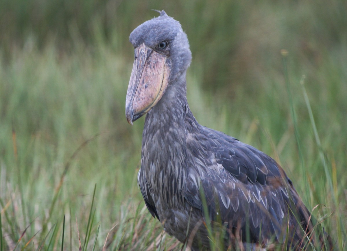 Shoebill - Pam Rasmussen